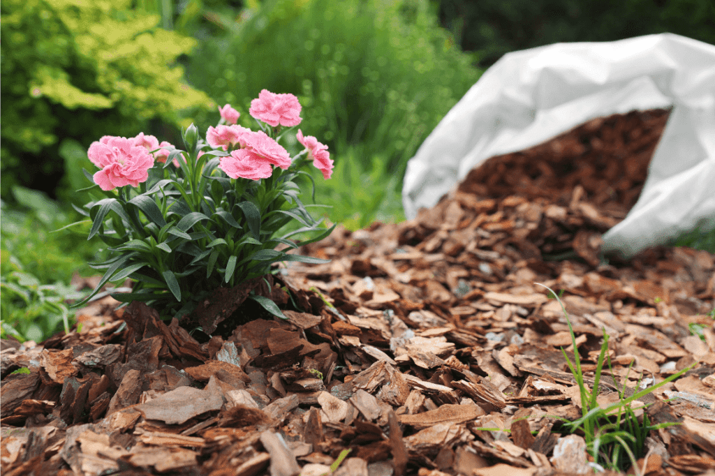 Choosing the Right Tree for Your Wake Forest Yard 8 Fonvilletreeservice wood chip bark mulch spread around pink carnation flowers in residential garden bed NC