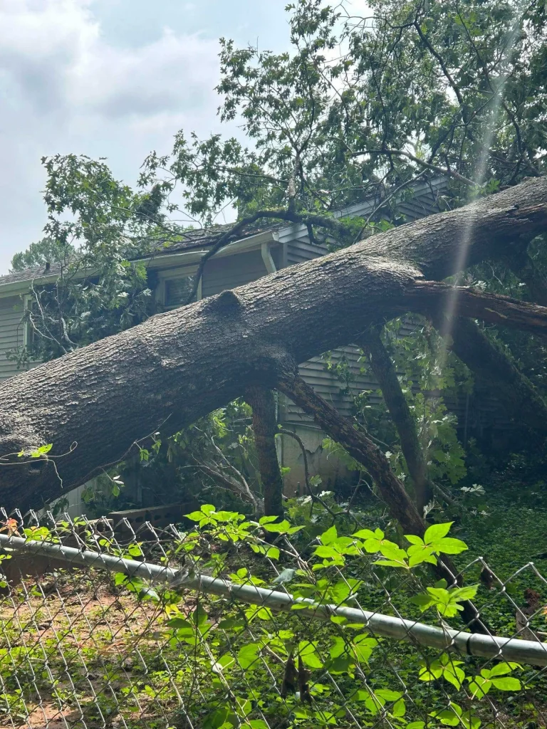 Easy Christmas Tree Disposal in Raleigh 6 Fonvilletreeservice emergency response to massive fallen oak tree crushing residential roof after severe storm in NC