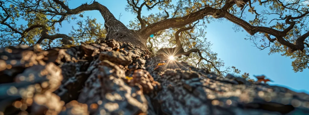 Summer Tree Stress: What It Is and How to Prevent It 10 Fonvilletreeservice showcases mature oak tree with sprawling branches and textured bark viewed from below against clear blue sky in NC.