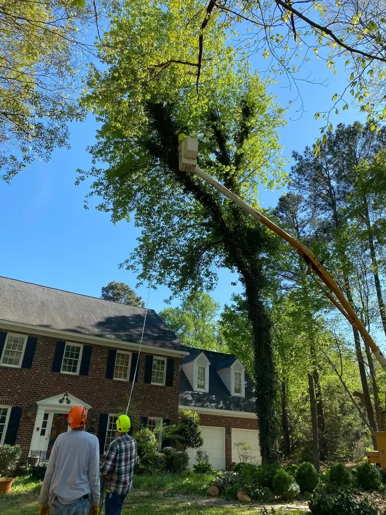 Top 5 Reasons You Should Avoid DIY Tree Cutting 7 Fonvilletreeservice crew in safety helmets observes bucket truck operator trimming tall tree near residential home in NC