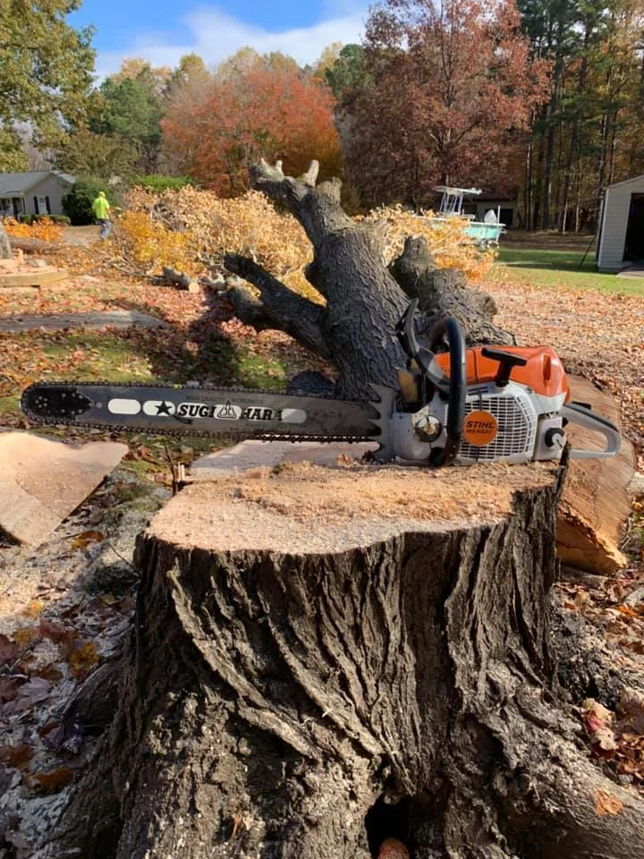 Fonvilletreeservice professional Stihl chainsaw with Sugihara bar resting on freshly cut large tree stump in residential NC yard