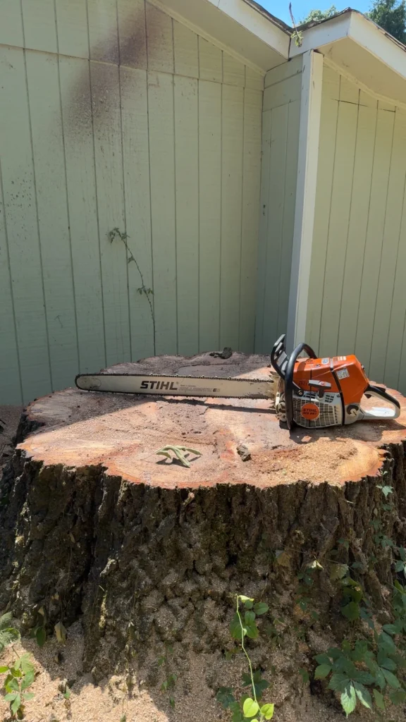 Fonvilletreeservice professional Stihl chainsaw resting on freshly cut large tree stump near residential building in NC