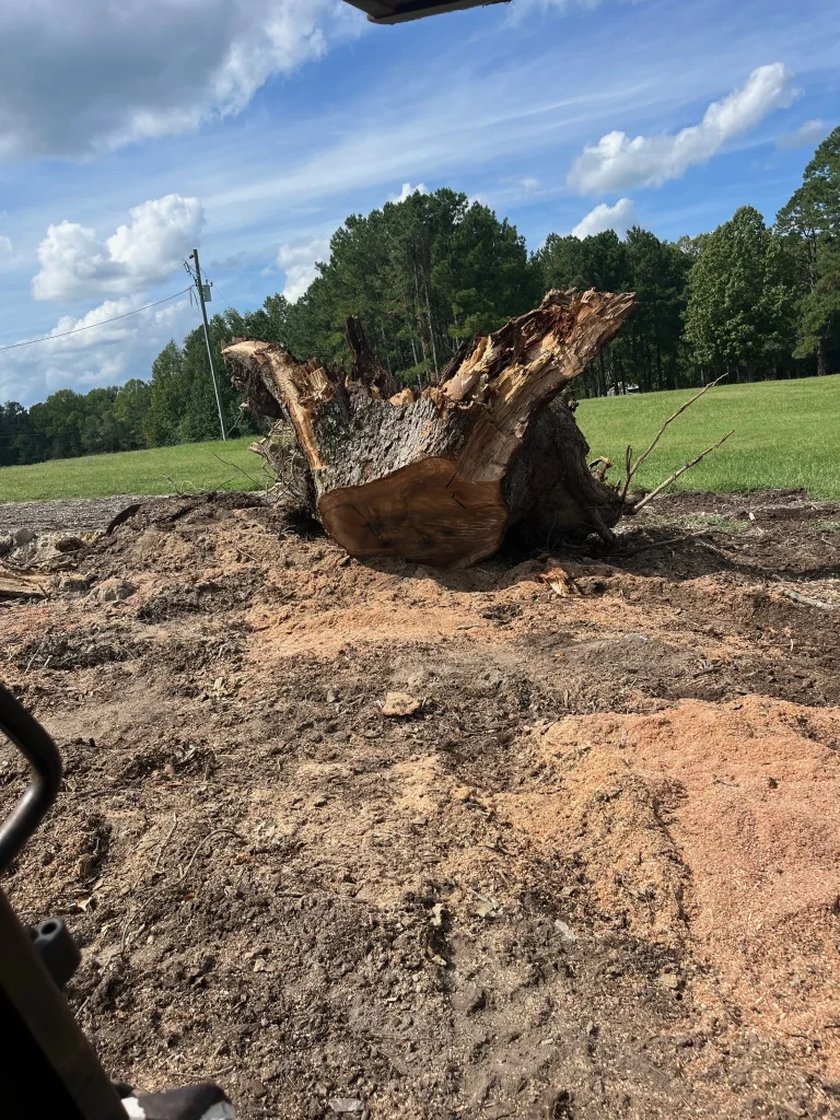 Fonvilletreeservice large uprooted tree stump with exposed roots and fresh cut on cleared dirt worksite in NC