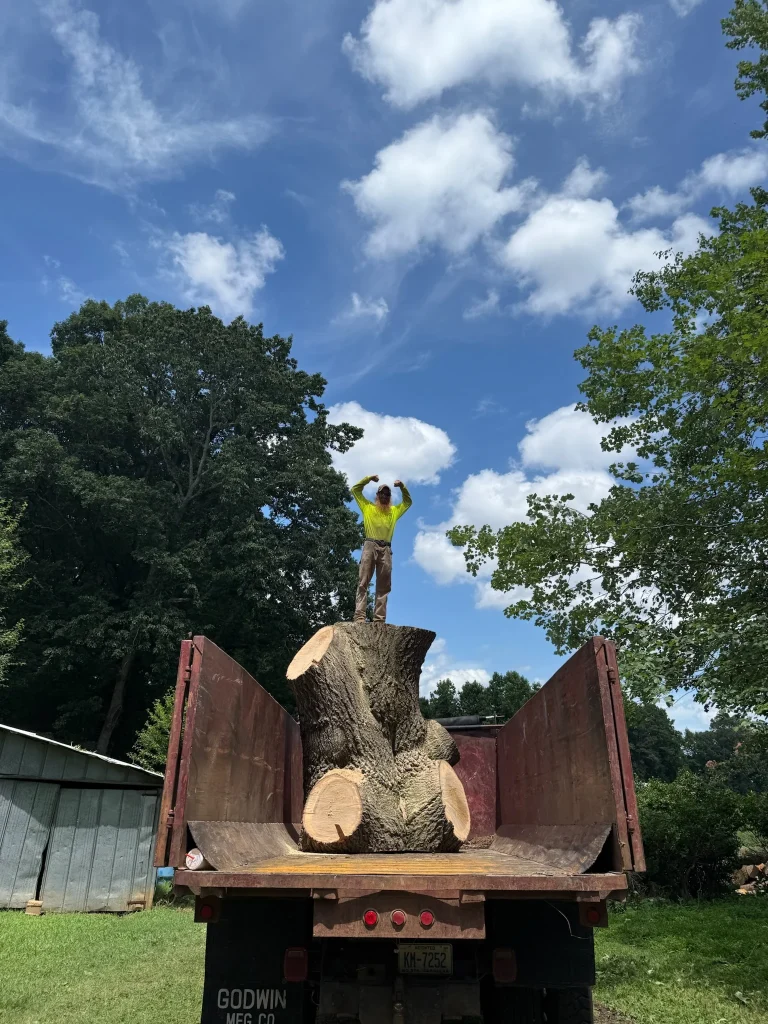 Fonvilletreeservice arborist standing on enormous tree trunk loaded in dump truck after large tree removal in NC