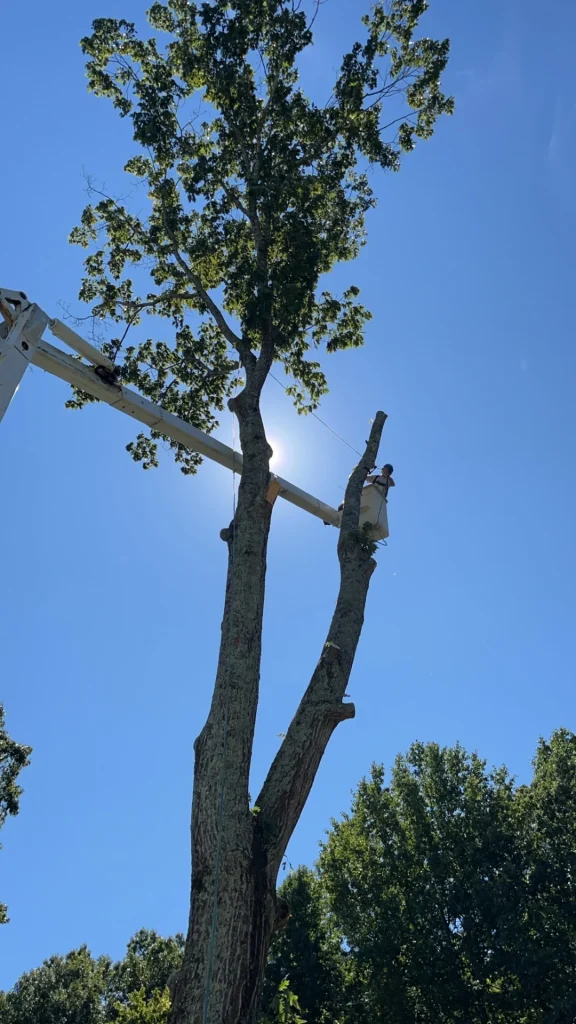 Fonvilletreeservice crew member in bucket truck trimming tall tree branches against clear blue sky in NC