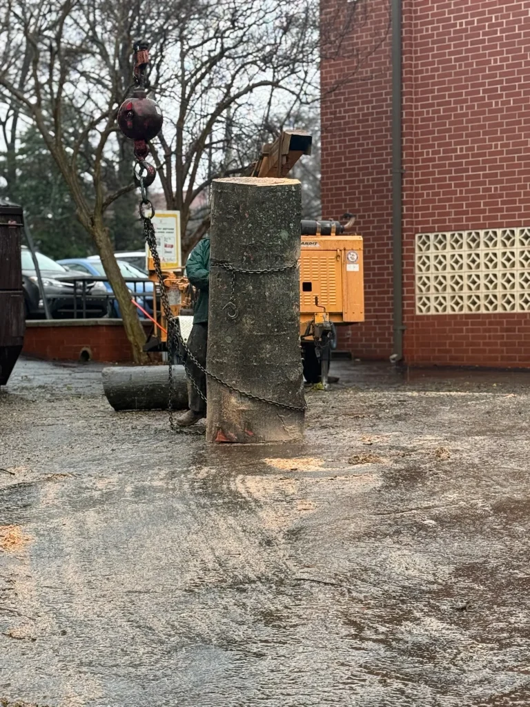 Fonvilletreeservice crew using crane and chains to lift large cut tree trunk section near wood chipper in NC