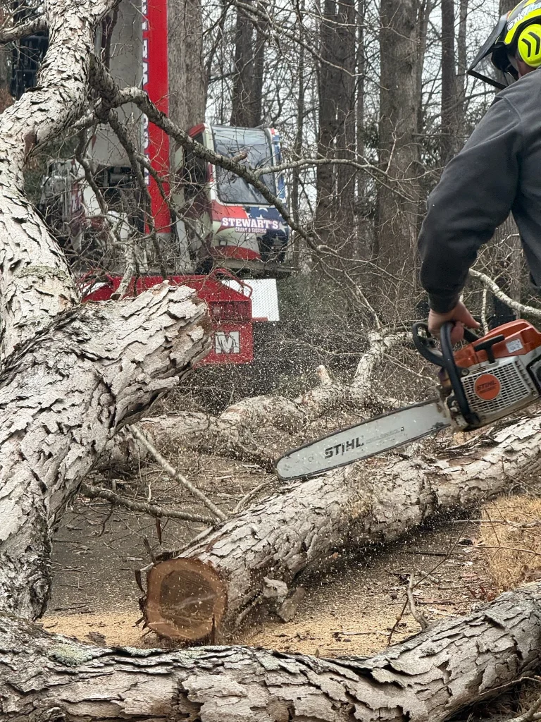 Fonvilletreeservice crew member using Stihl chainsaw to cut through fallen tree trunk during debris removal in NC