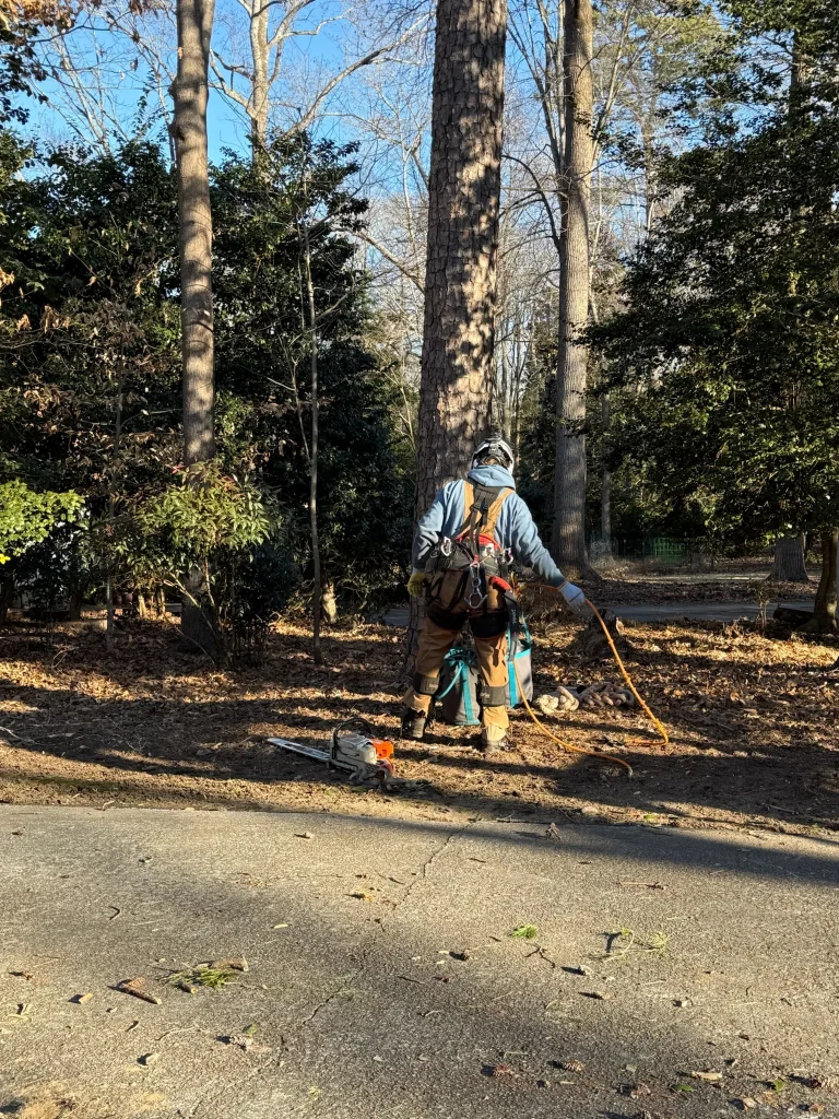 Fonvilletreeservice arborist wearing climbing harness and safety gear prepares chainsaw for tree work in wooded residential area NC