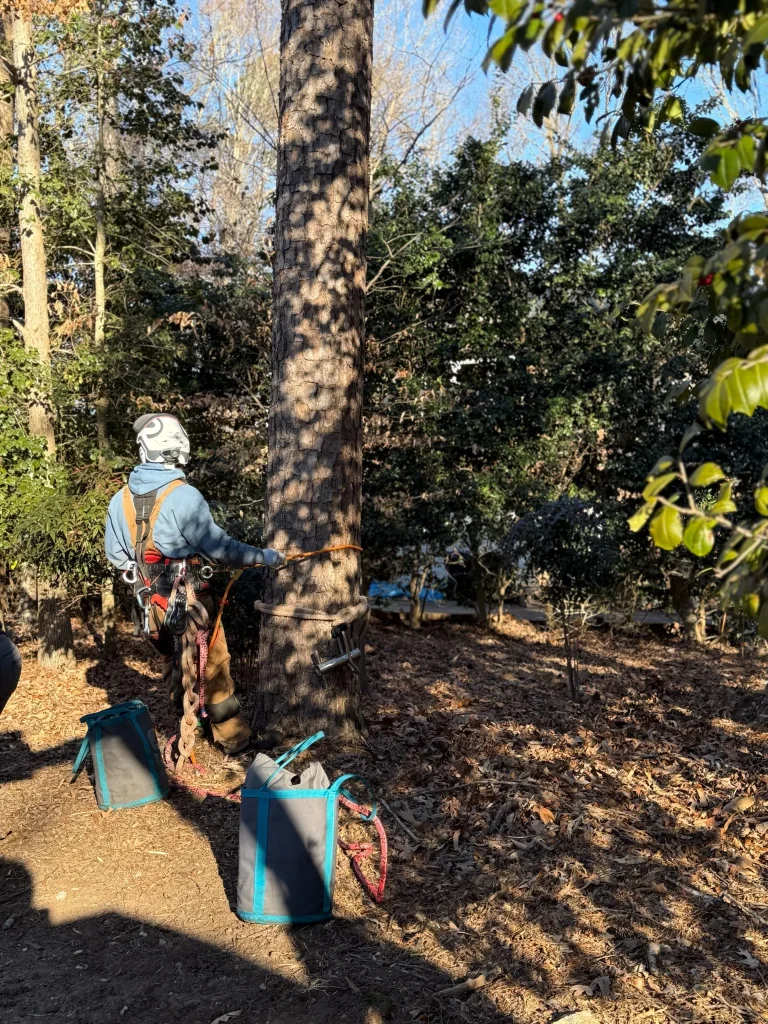 Fonvilletreeservice arborist wearing safety harness and helmet prepares climbing gear at base of tall pine tree in NC