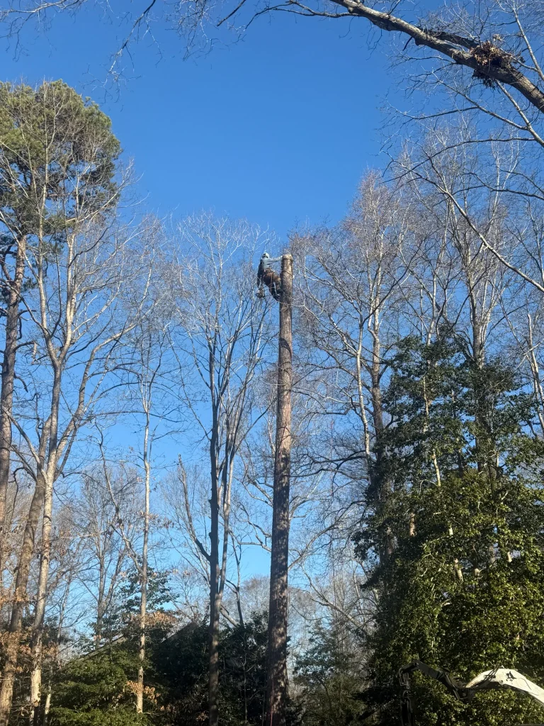 Fonvilletreeservice arborist climbs tall tree trunk with safety gear to perform tree work in residential NC yard