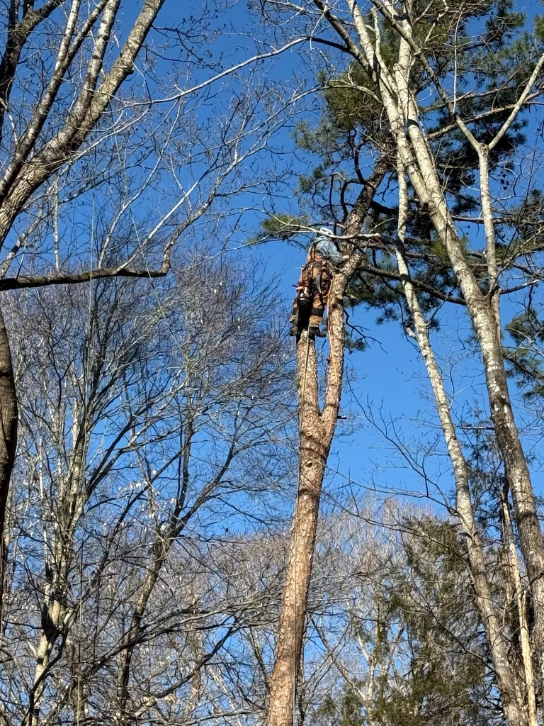 Fonvilletreeservice arborist secured with safety harness climbing tall pine tree for pruning service in NC