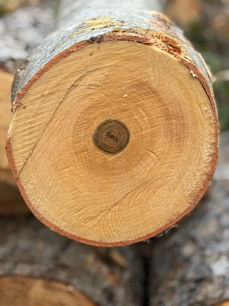 Fonvilletreeservice freshly cut tree log showing clean cross section with visible growth rings and bark in NC