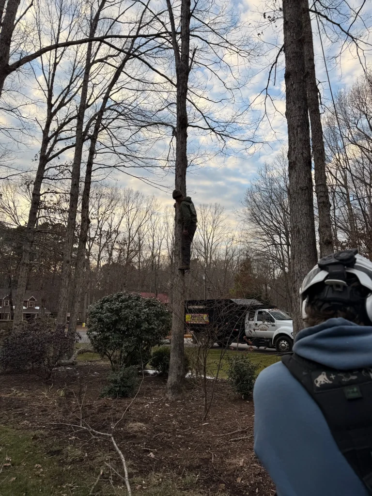 Fonvilletreeservice arborist climbing tall tree trunk using climbing spurs while crew member observes wearing safety helmet in Knightdale NC