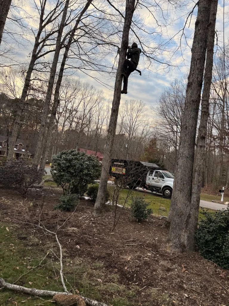 Fonvilletreeservice arborist climbing tall tree trunk using professional gear in residential wooded yard NC