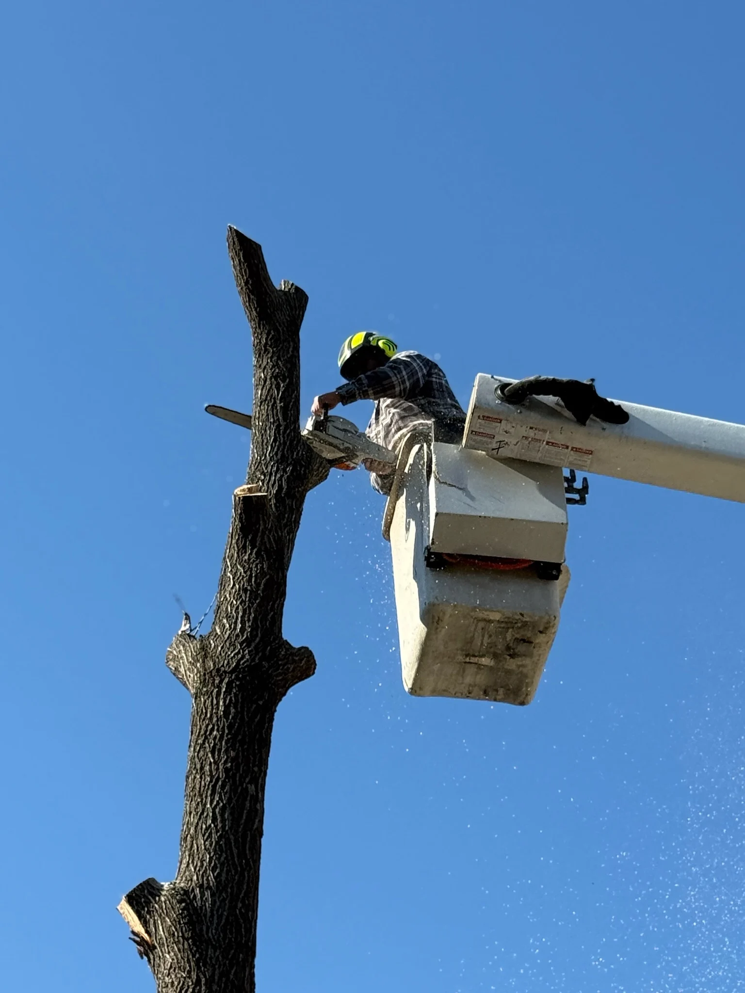 Fonvilletreeservice crew member in bucket truck using chainsaw to cut tree trunk against clear blue sky in NC.