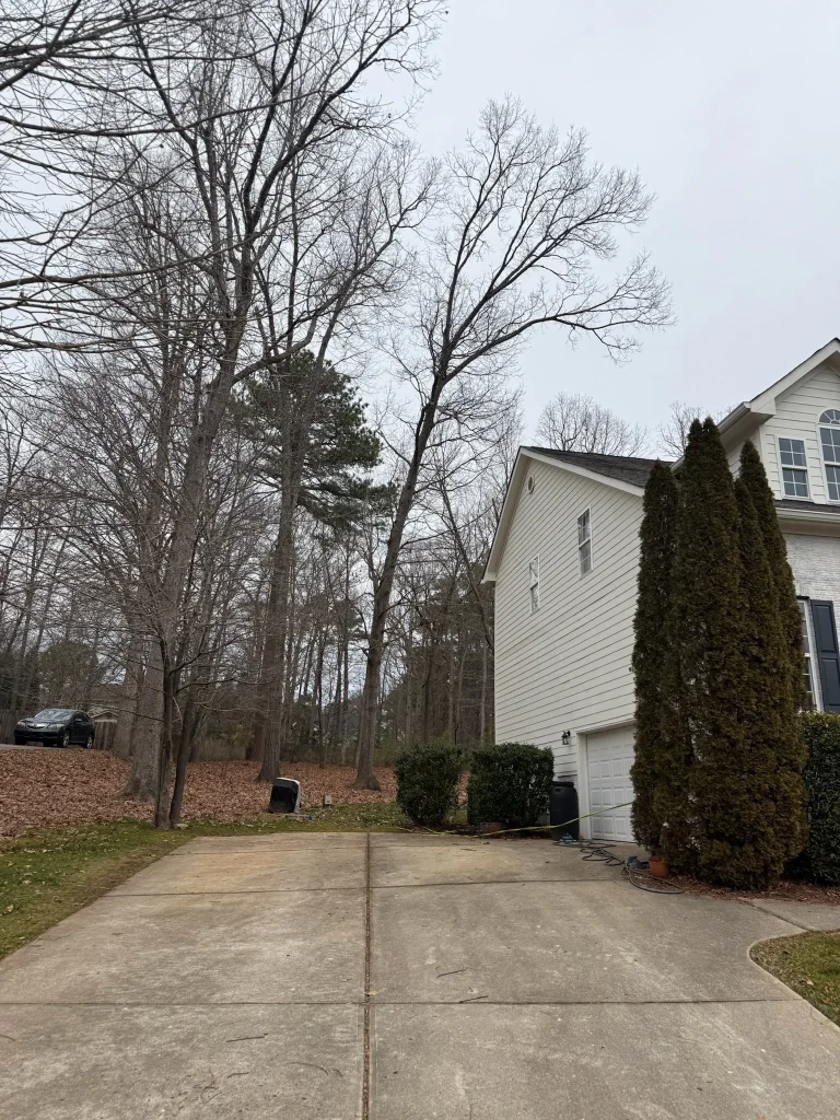 Fonvilletreeservice residential property showing concrete driveway adjacent to wooded lot with bare deciduous trees in NC