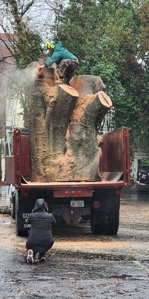 Fonvilletreeservice arborist using chainsaw to section massive tree trunk loaded on flatbed truck in residential NC neighborhood